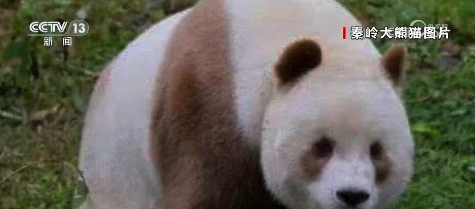 罕见!白色野生大熊猫完整影像首度公开