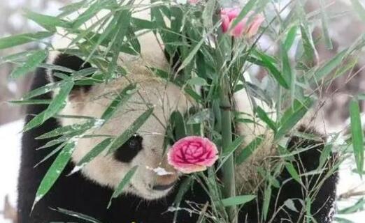 藏不住了！济南是这么对国宝的？