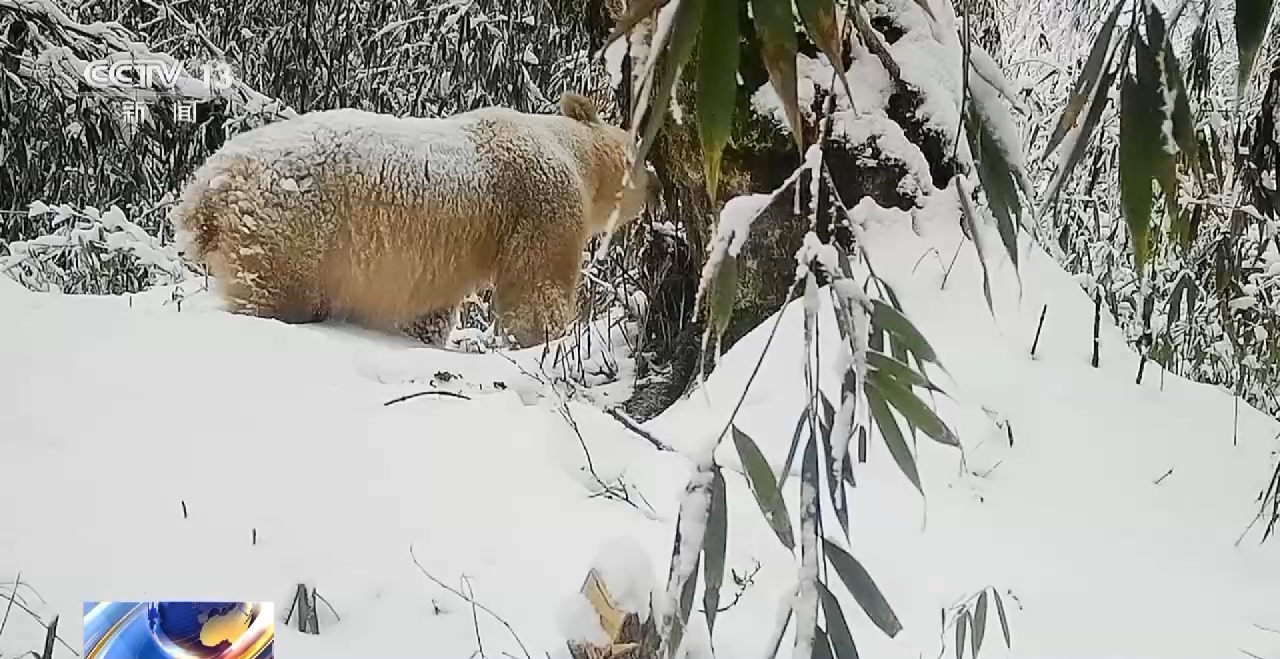 国宝“卸妆”什么样？罕见白色野生大熊猫完整影像首公开