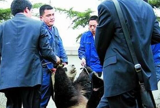 藏不住了！济南是这么对国宝的？