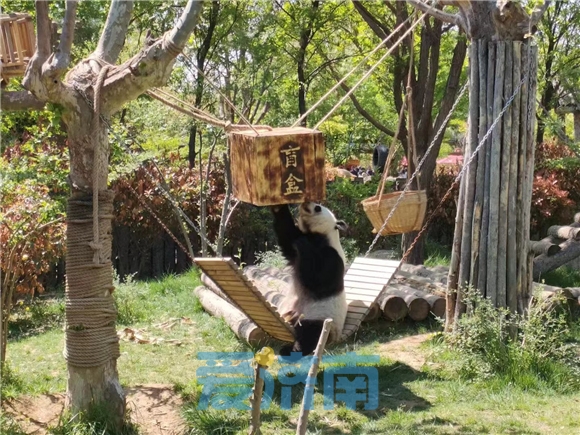 藏不住了！济南是这么对国宝的？