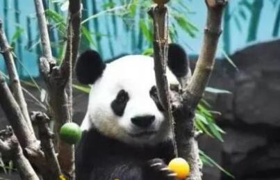 藏不住了！济南是这么对国宝的？