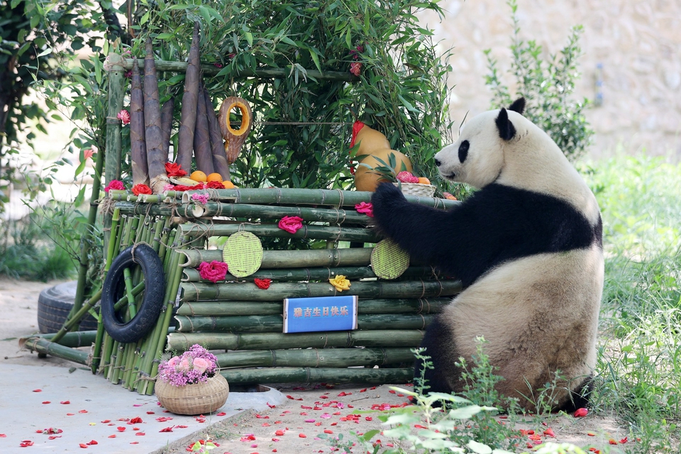 大熊猫“雅吉”在济喜过9周岁生日