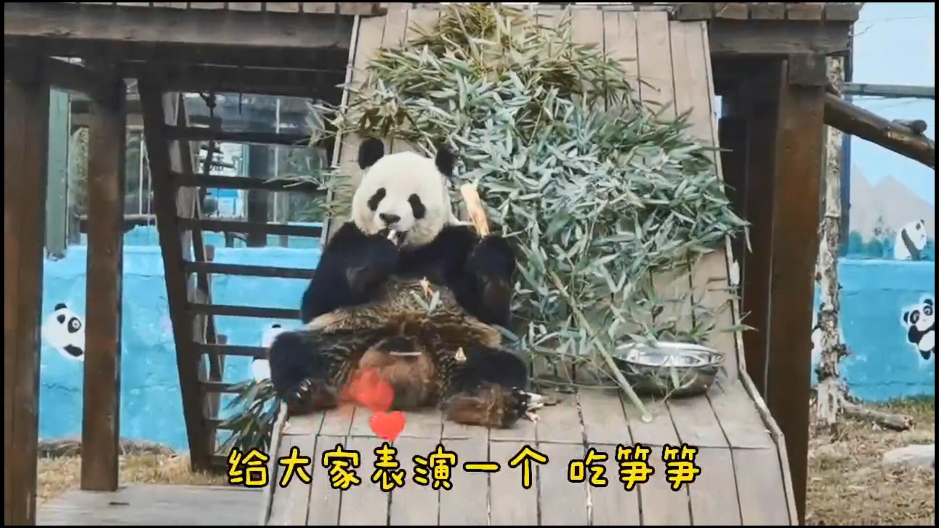 藏不住了！济南是这么对国宝的？