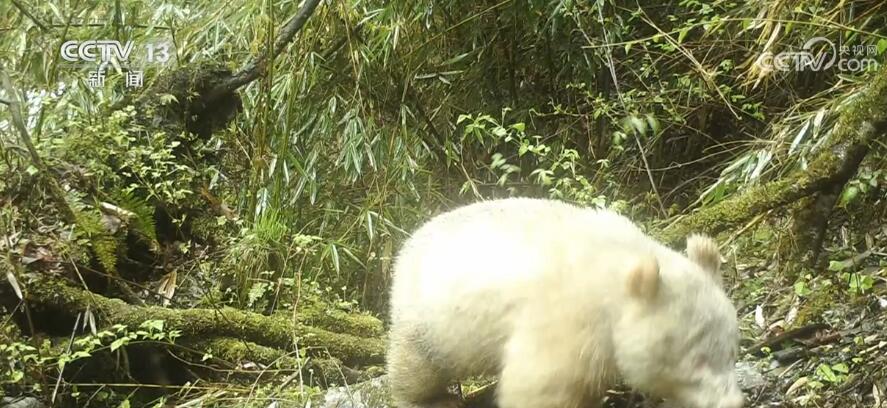 罕见!白色野生大熊猫完整影像首度公开