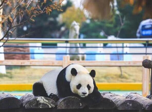 藏不住了！济南是这么对国宝的？