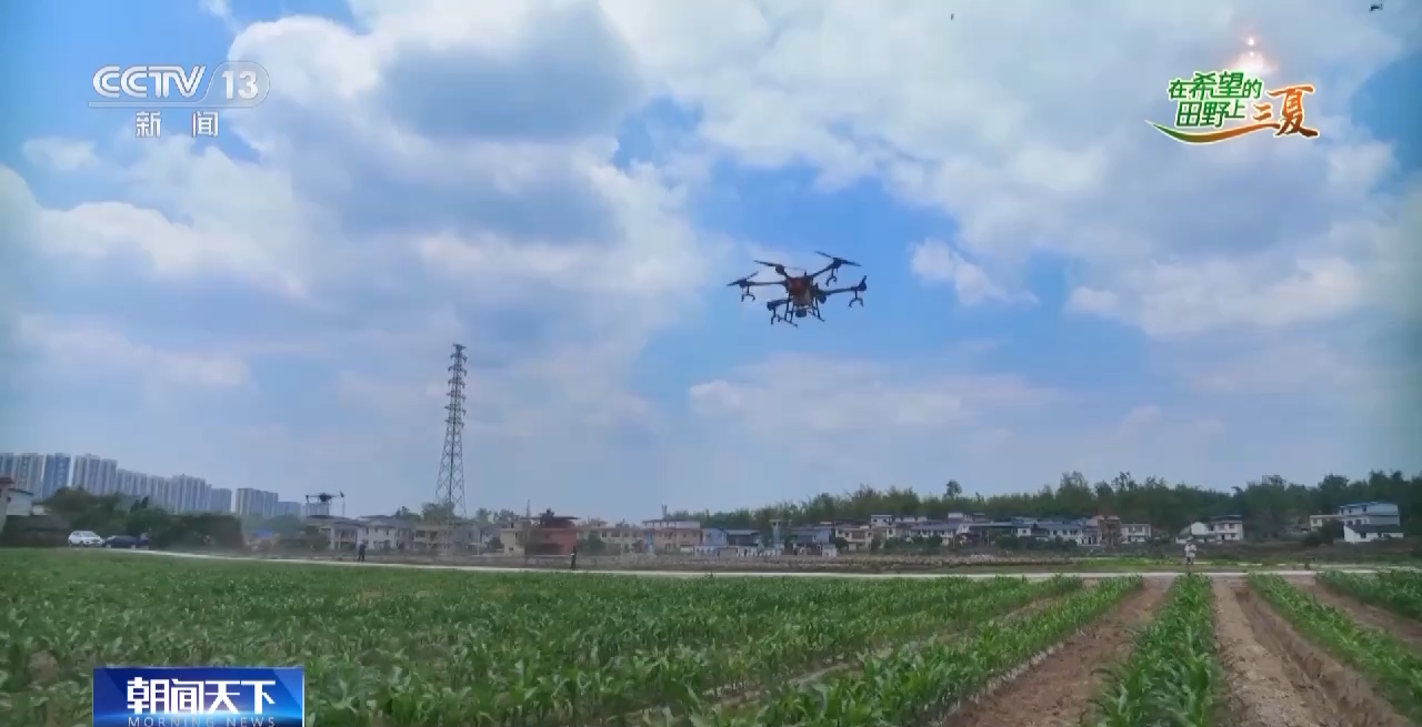 抢收小麦、采挖芦笋......这是三夏时节的丰收