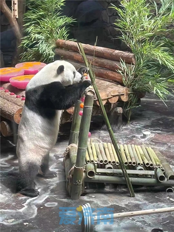 藏不住了！济南是这么对国宝的？