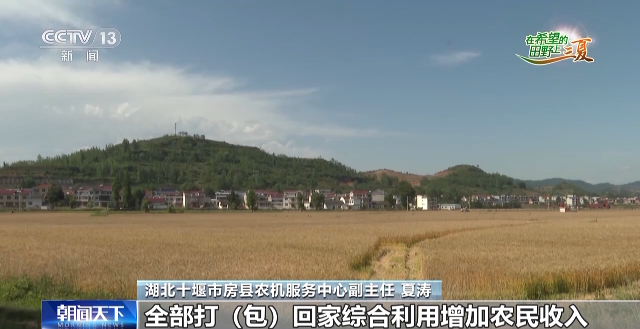 抢收小麦、采挖芦笋......这是三夏时节的丰收