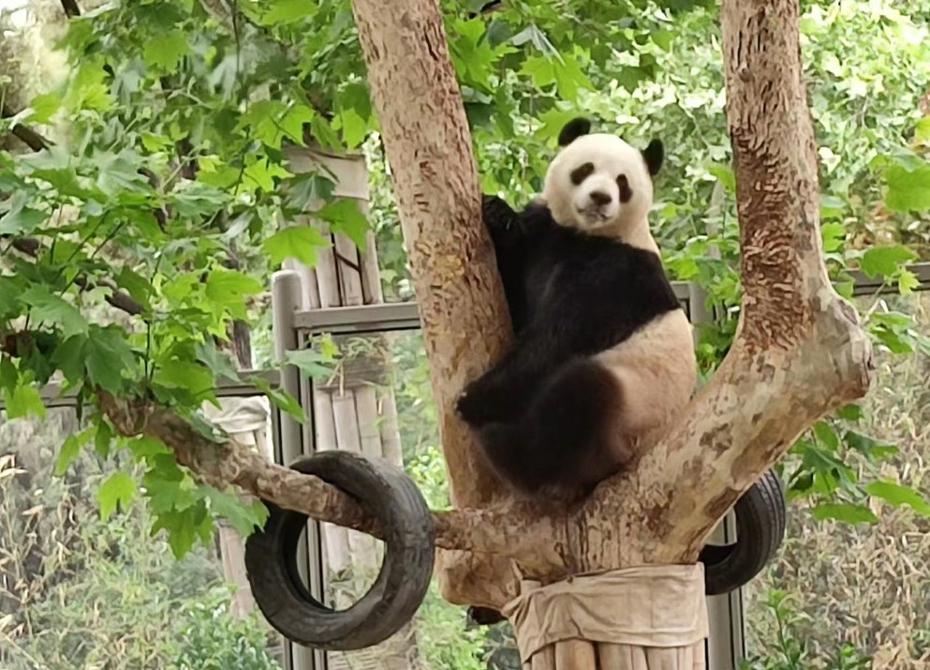 大熊猫“雅吉”在济喜过9周岁生日