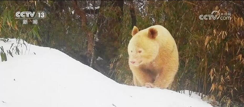 罕见!白色野生大熊猫完整影像首度公开
