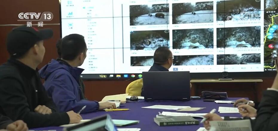 罕见!白色野生大熊猫完整影像首度公开