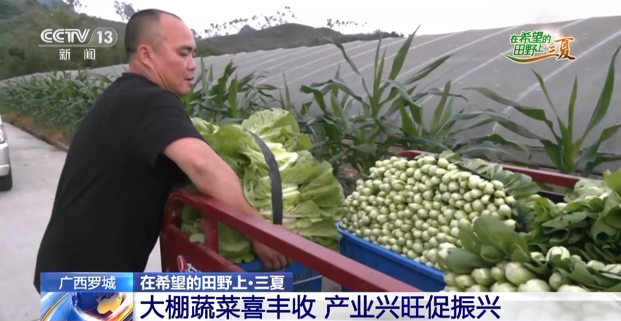 抢收小麦、采挖芦笋......这是三夏时节的丰收