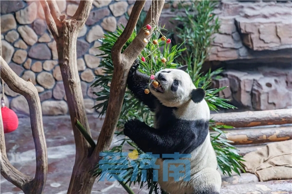 藏不住了！济南是这么对国宝的？