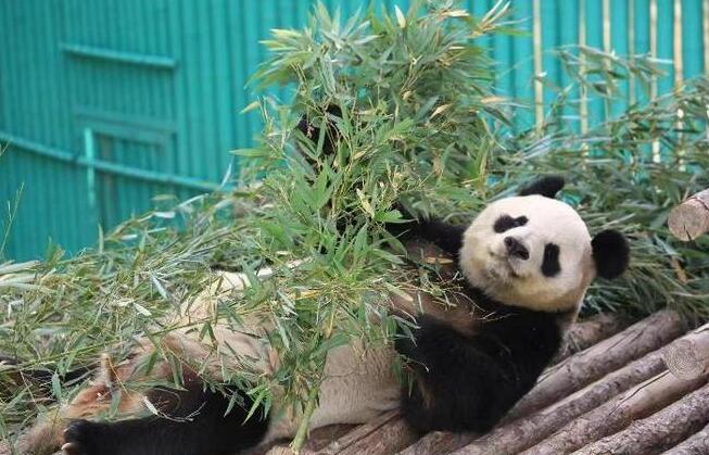 藏不住了！济南是这么对国宝的？