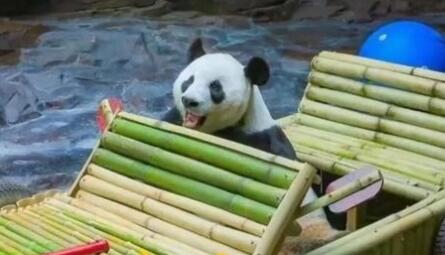 藏不住了！济南是这么对国宝的？