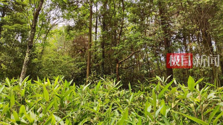 9岁男孩失踪13年后尸骨现身山林地缝，两名村妇被警方带走