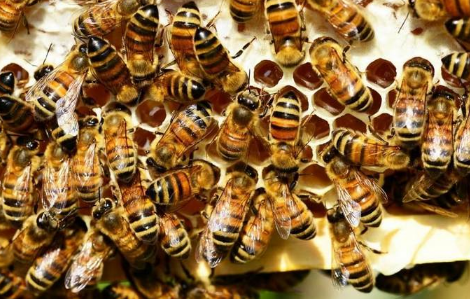 50只蜜蜂能养活蜂王吗1