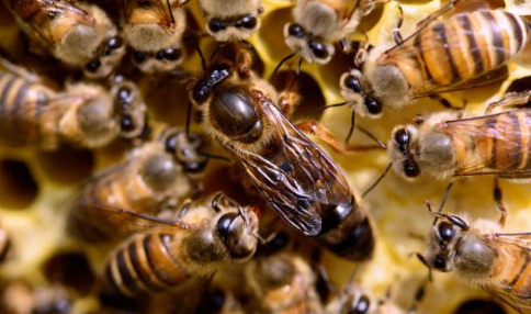 30只蜜蜂1只蜂王能繁殖吗2