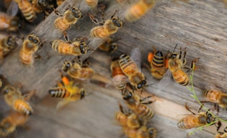 50只蜜蜂能养活蜂王吗2