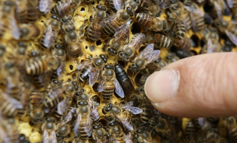 30只蜜蜂1只蜂王能繁殖吗1
