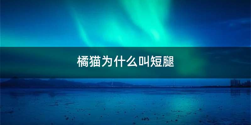 橘猫为什么叫短腿
