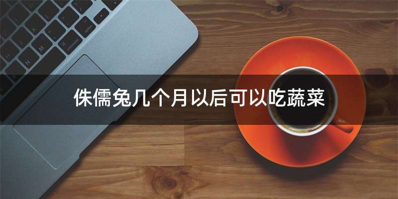 侏儒兔几个月以后可以吃蔬菜