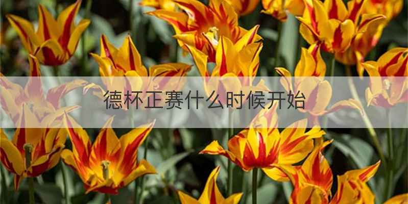 德杯正赛什么时候开始