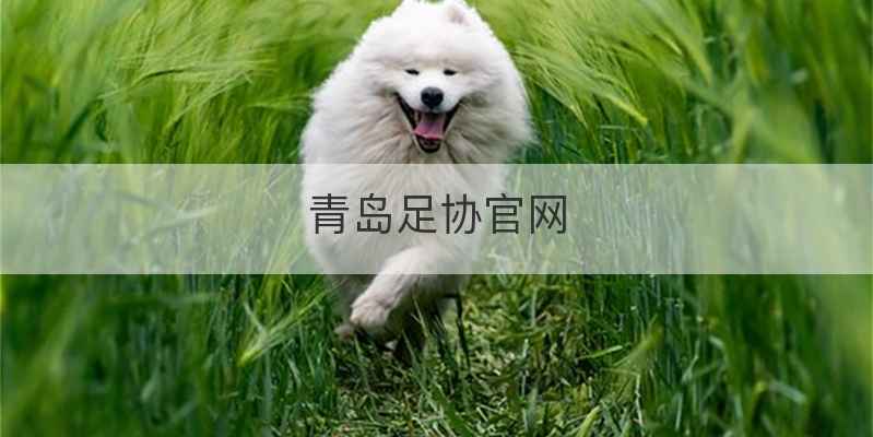 青岛足协官网