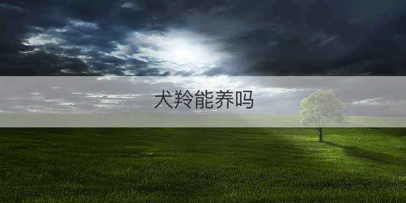犬羚能养吗
