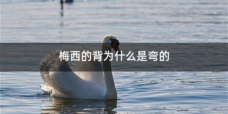 梅西的背为什么是弯的