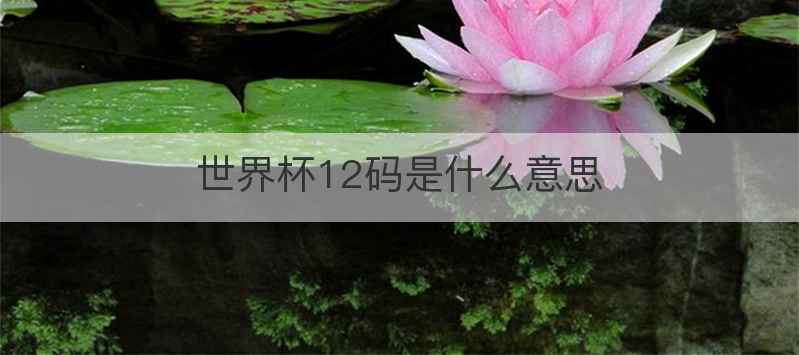世界杯12码是什么意思