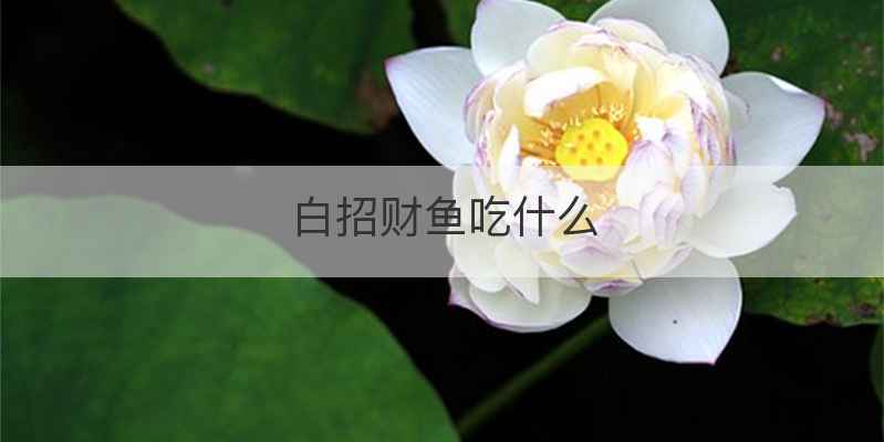 白招财鱼吃什么