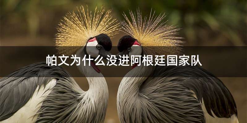 帕文为什么没进阿根廷国家队