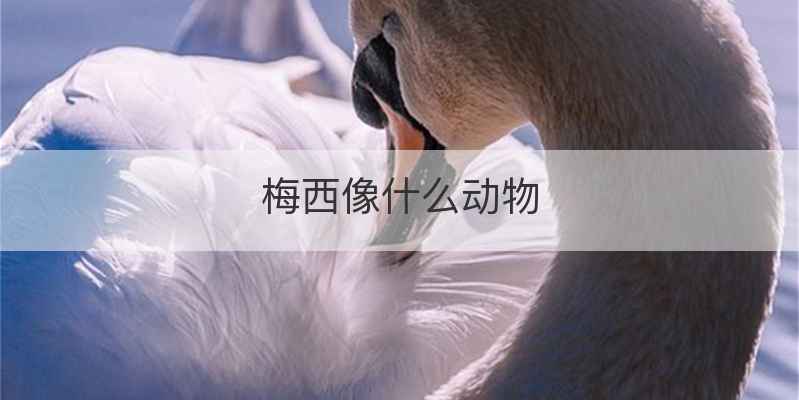 梅西像什么动物