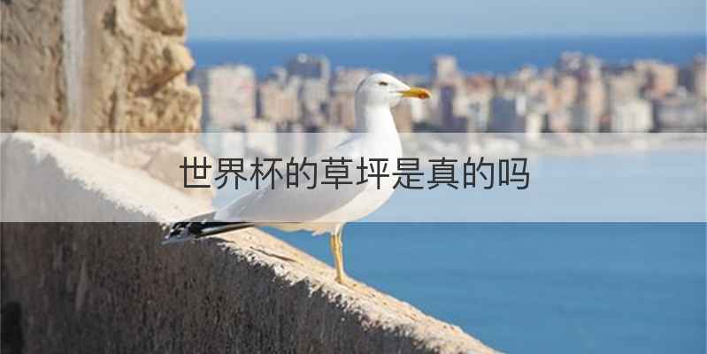 世界杯的草坪是真的吗