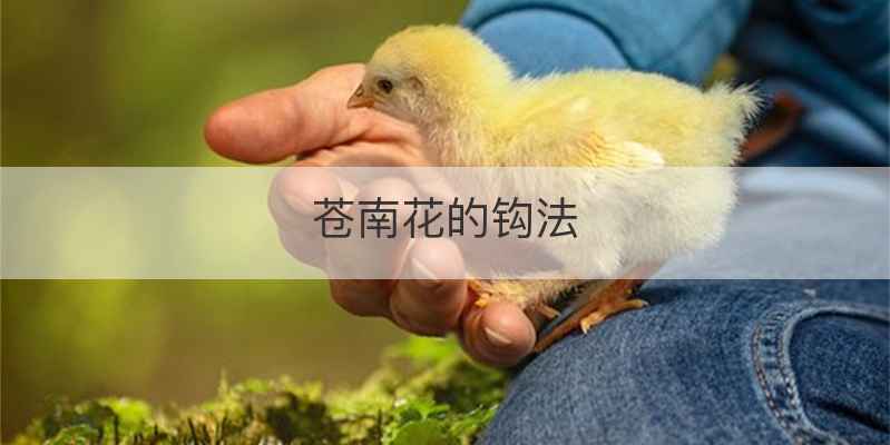 苍南花的钩法