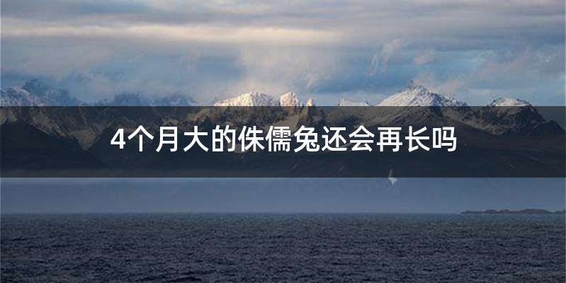 4个月大的侏儒兔还会再长吗