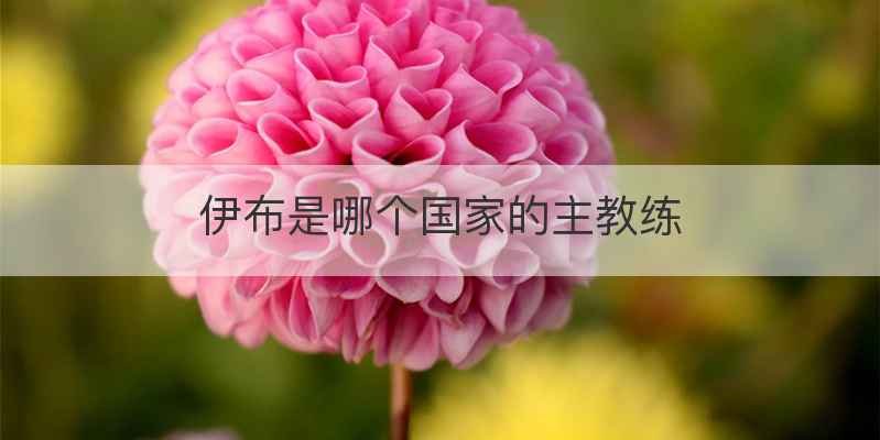 伊布是哪个国家的主教练