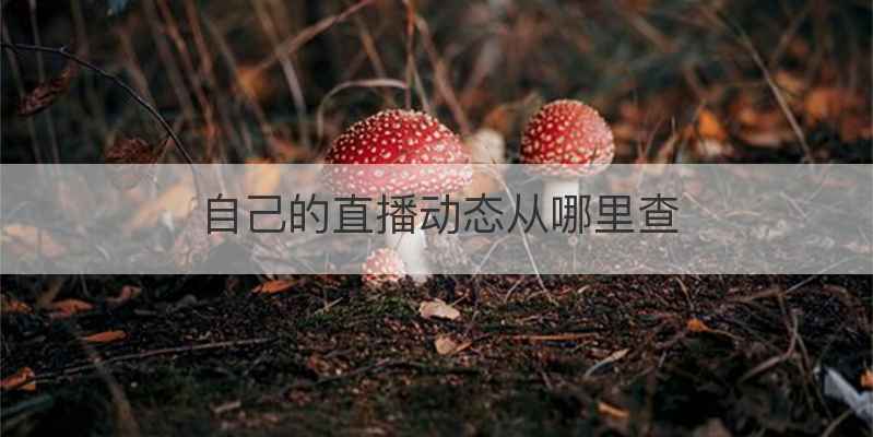 自己的直播动态从哪里查