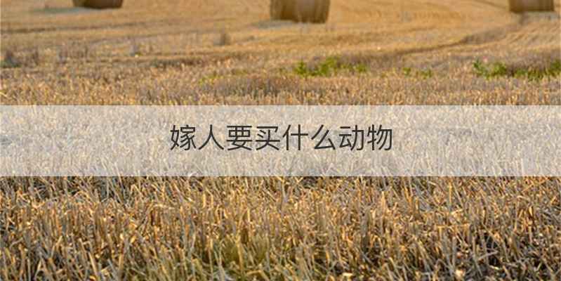 嫁人要买什么动物