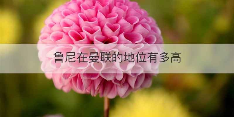 鲁尼在曼联的地位有多高