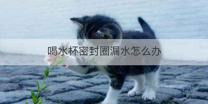 喝水杯密封圈漏水怎么办
