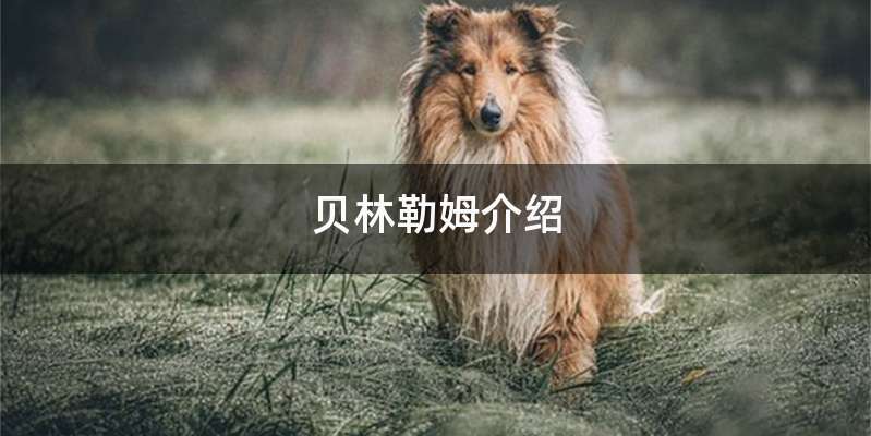 贝林勒姆介绍