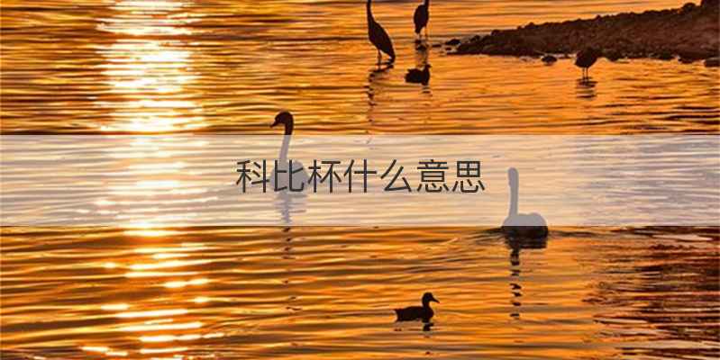 科比杯什么意思
