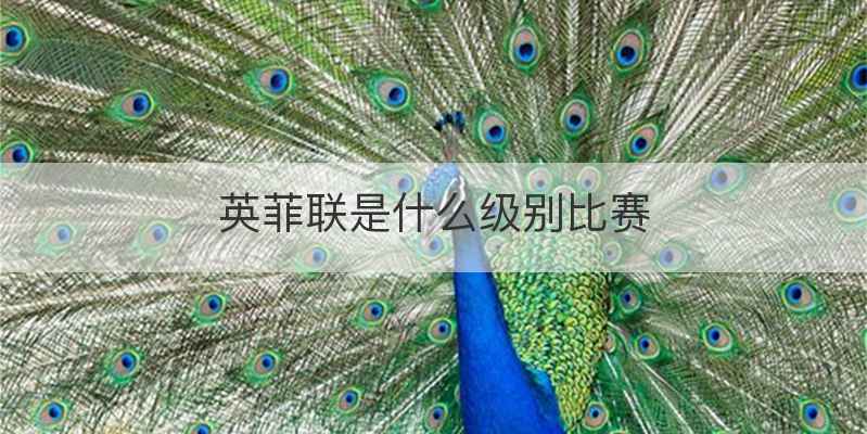 英菲联是什么级别比赛