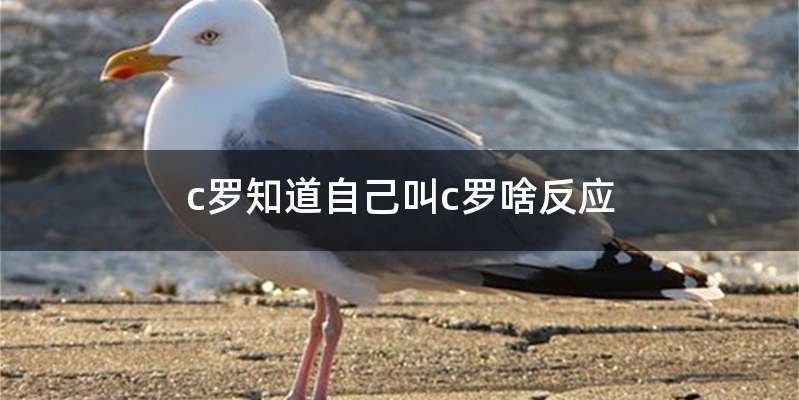 c罗知道自己叫c罗啥反应