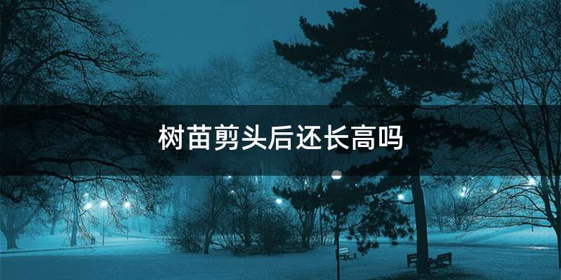 树苗剪头后还长高吗