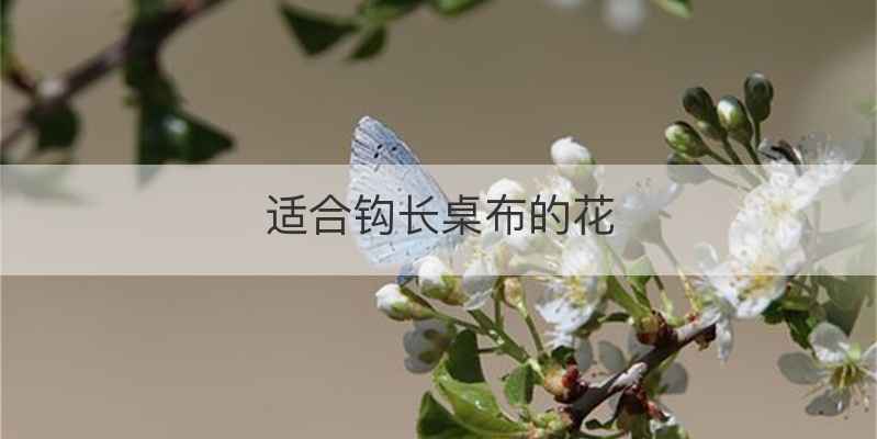 适合钩长桌布的花