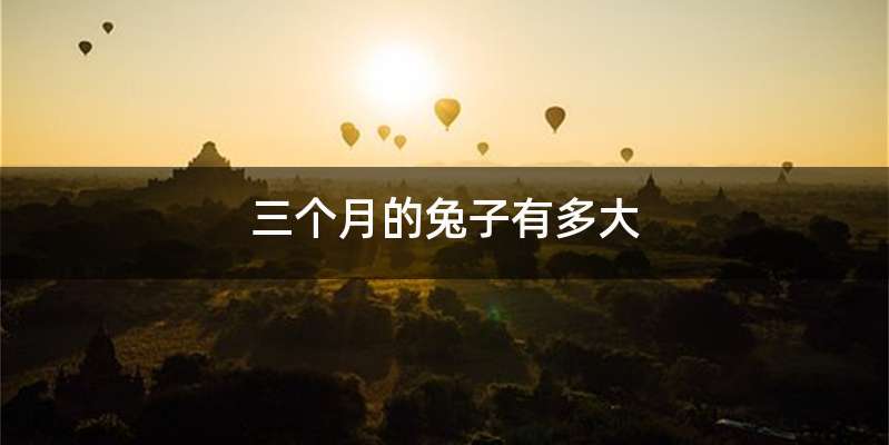 三个月的兔子有多大